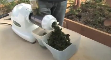 The Medical Benefits of Juicing Cannabis Leaves