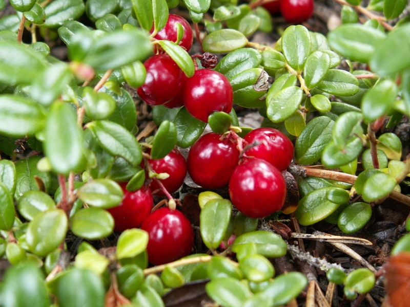 wild-cranberries